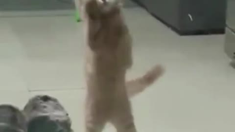 Animals & Pets#play cat dance