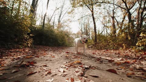 A White Dog Walking in a Forest