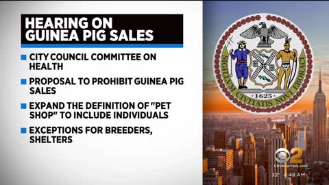 Hearing to decide if guinea pigs can be kept as pets