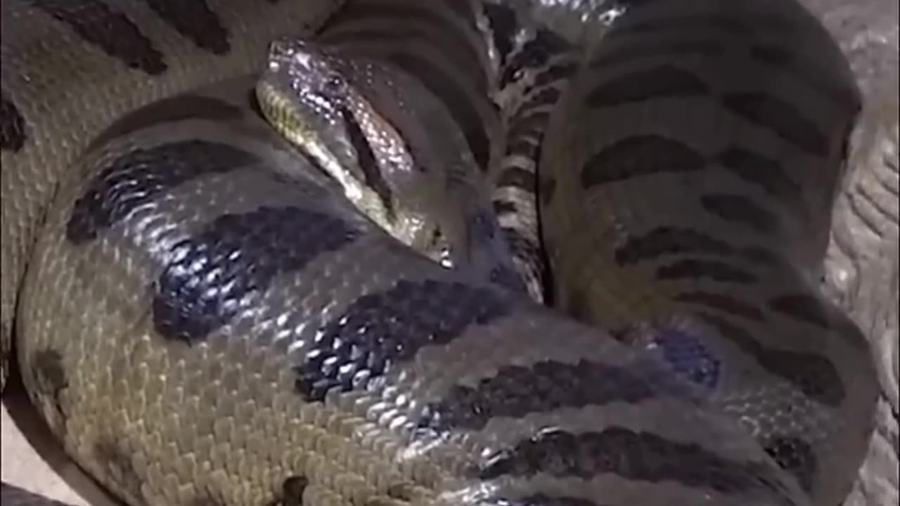 Anaconda| The Largest Snake On Earth || Anaconda| The Largest Snake On Earth