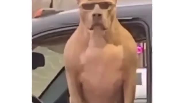 THE COOLEST DOG IN AMERICA