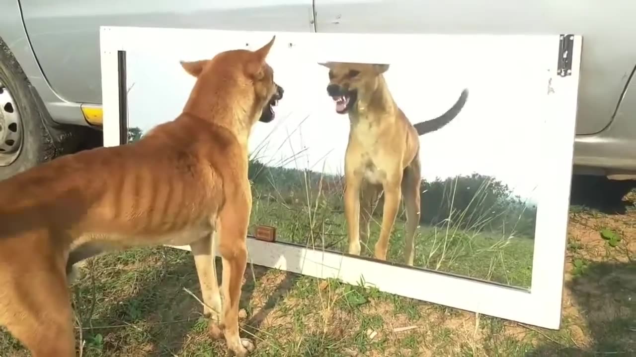 FUNNY MIRROR PRANK ON DOG