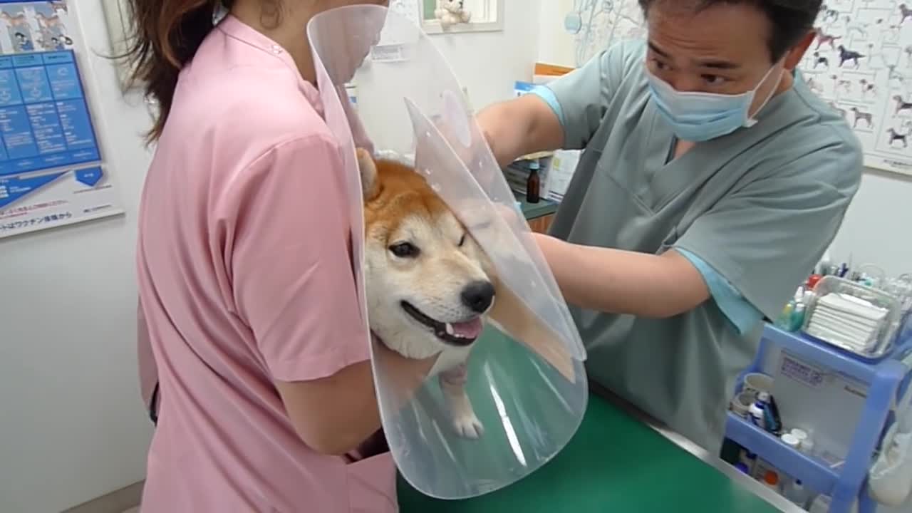 柴犬獣医で大騒ぎ…