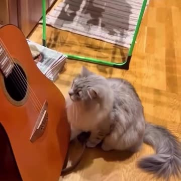 "Feline Funtime Band"