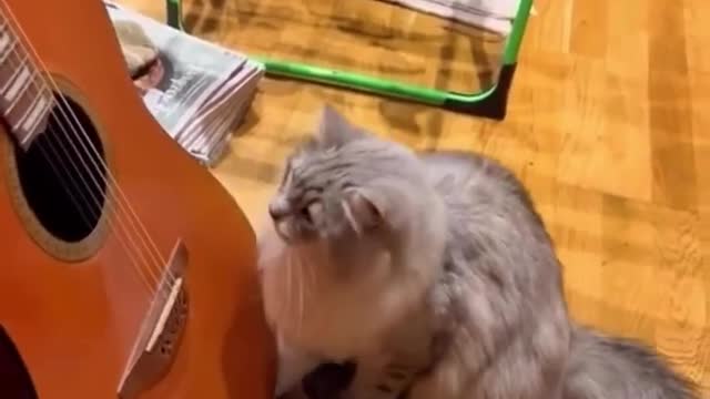 "Feline Funtime Band"