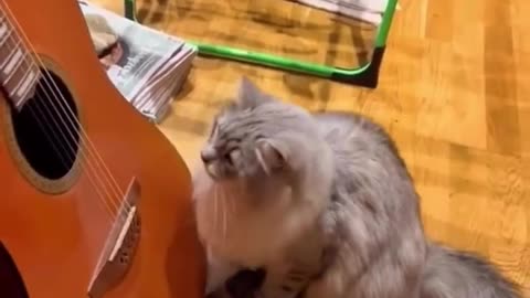 "Feline Funtime Band"