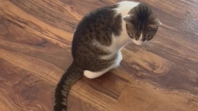 Cat Imitates Husband with a Hurt Back