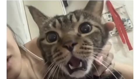 Funny Cute Cat Videos #shorts. #Rumbleshorts #ytshorts#Rumble