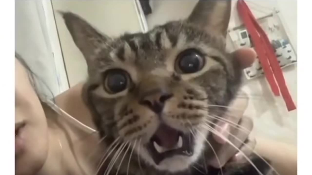 Funny Cute Cat Videos #shorts. #Rumbleshorts #ytshorts#Rumble