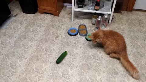 Cats playing with cucumbers 😁😁😁