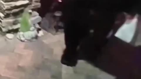 Black Bear Snatches