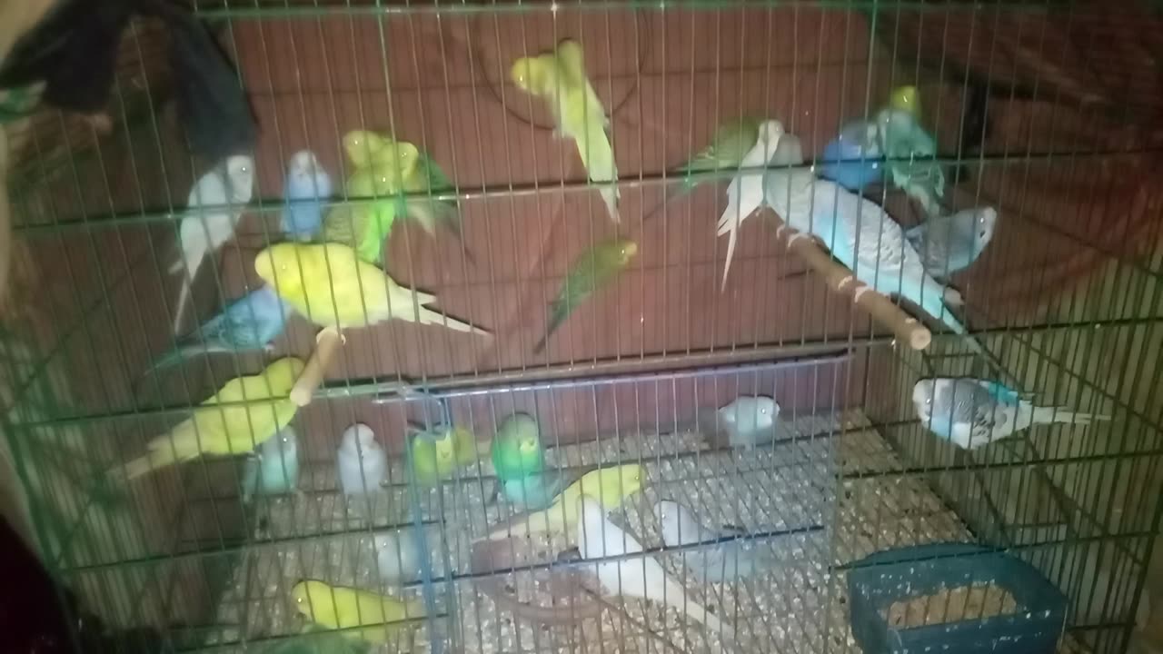 Budgies parrots