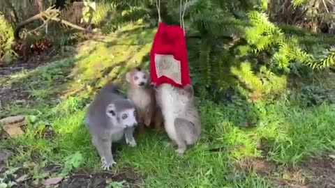 UK zoos give Christmas presents to their animals