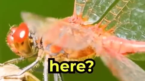 This was found in my fish tank