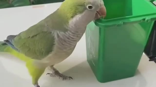 Beautiful Parrot May Be the World's Smartest Bird, Great