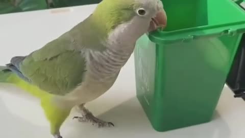 Beautiful Parrot May Be the World's Smartest Bird, Great