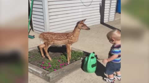 Little Boy Befriends a Baby Deer