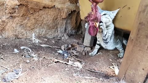 Angry cat