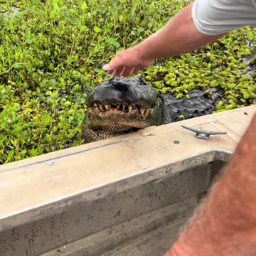 My God that’s one brave Grandpa 😱😱