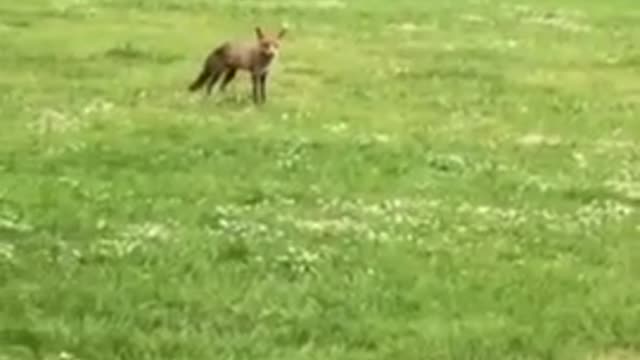 Cunning Fox Steals Toy Airplane