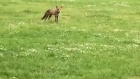 Cunning Fox Steals Toy Airplane