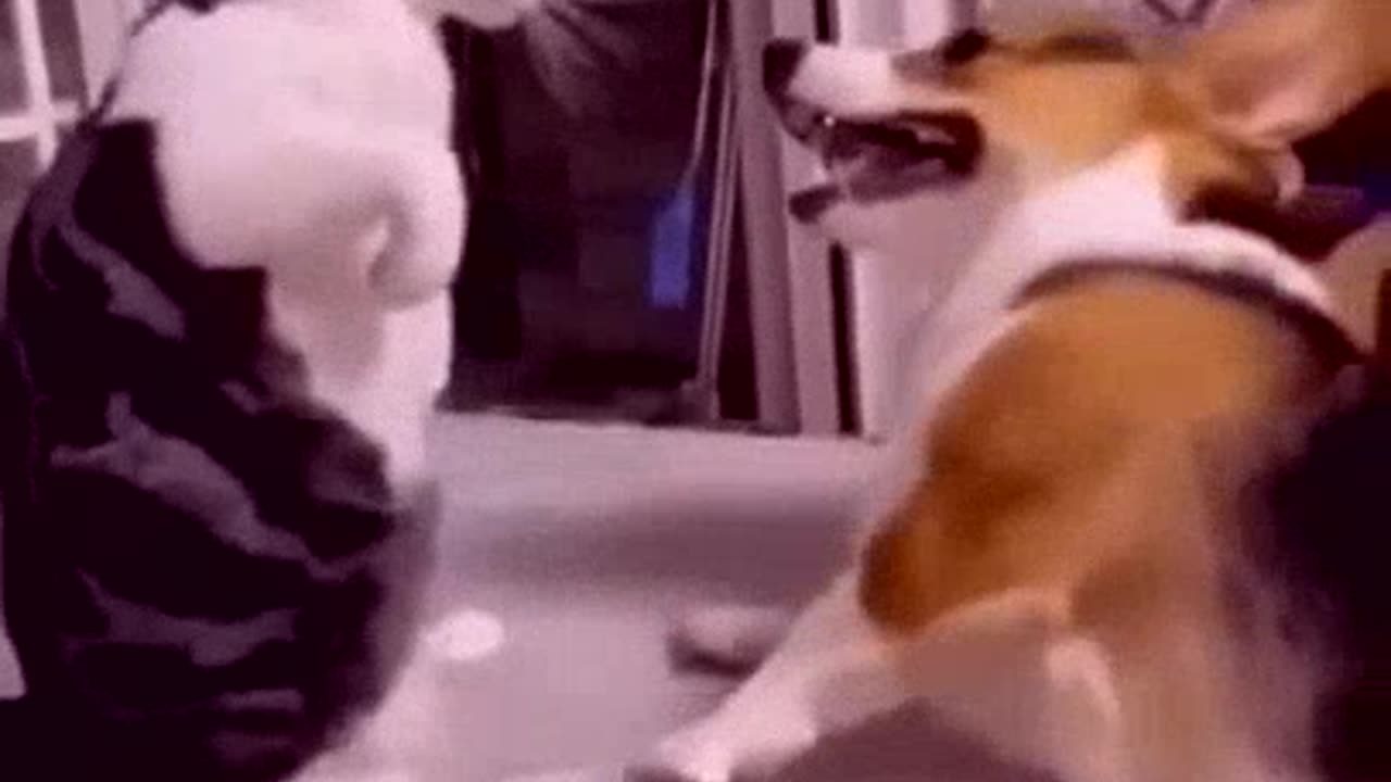 2023 Best funny animal video 2022