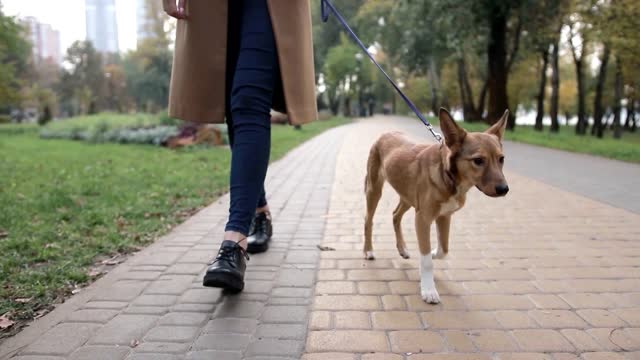 walk the dog