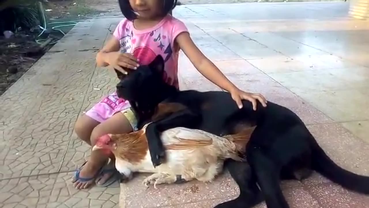 My Dog Hugging My Chicken