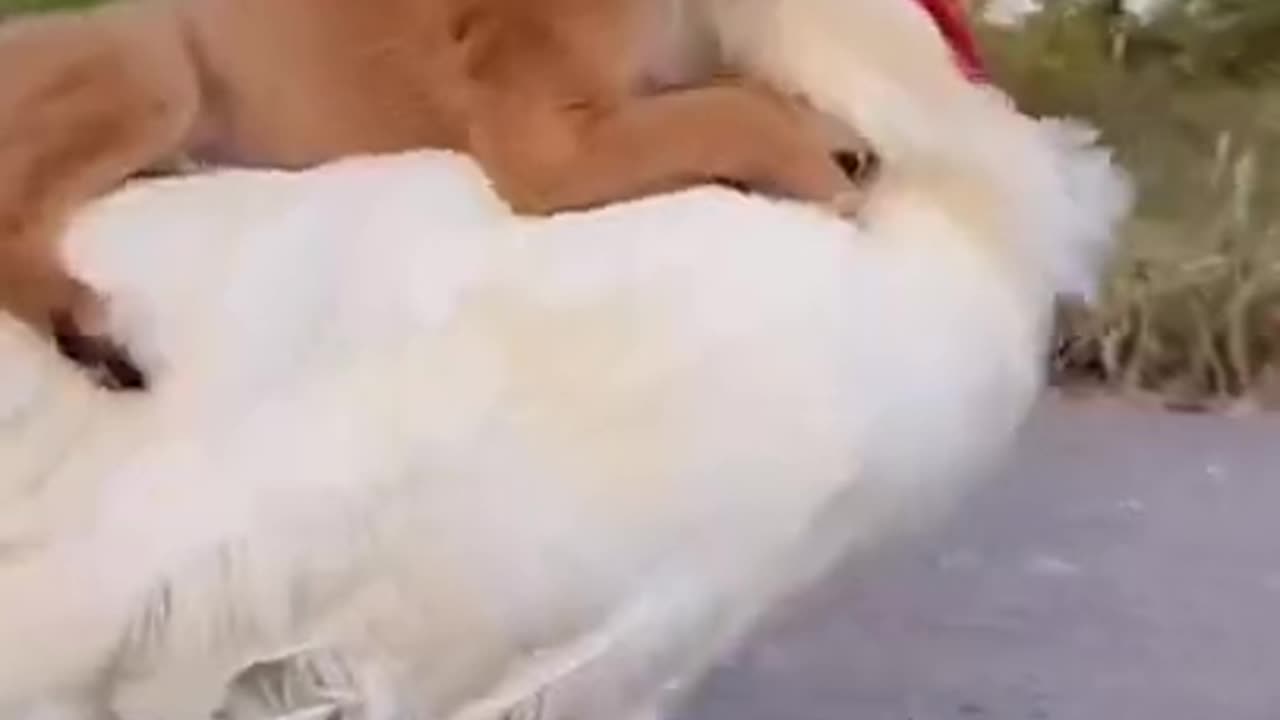 Chicken carrying a dog