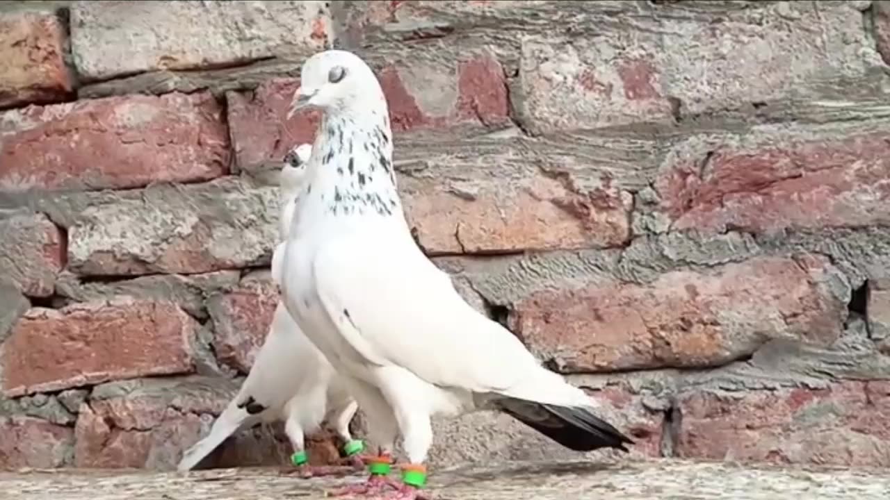 Beautiful pigeon breeder pair best flying