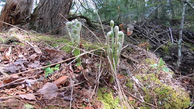 Fiddleheads