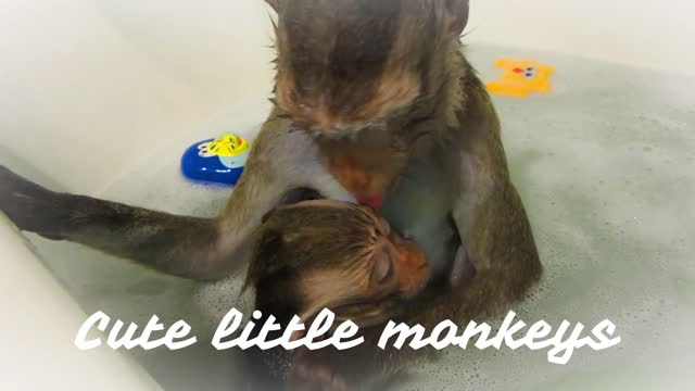 Cute little monkeys swimming