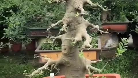 Dragon #bonsai