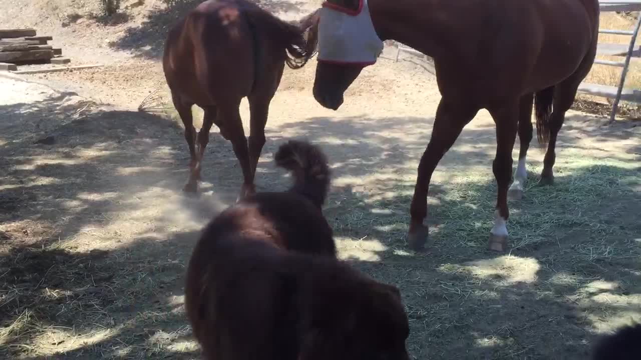 Newfoundland comes nose to nose with horse.