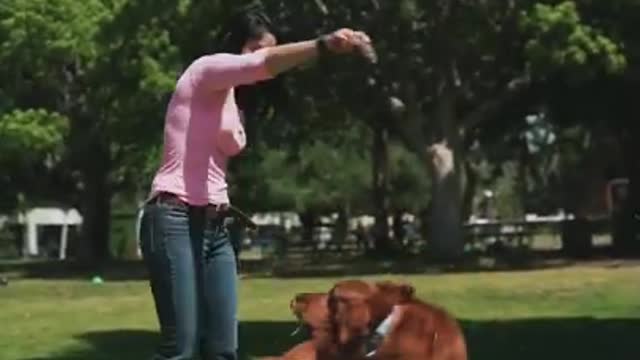 Cute dog training video