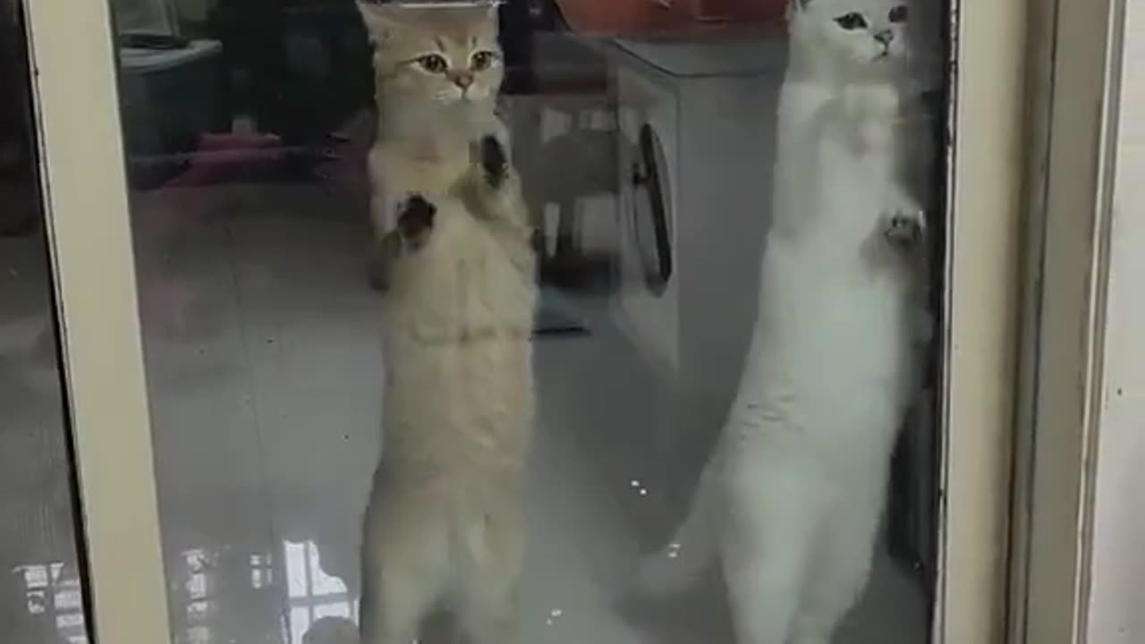 Cats dance