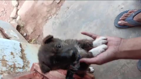 Cute puppy playing 😻