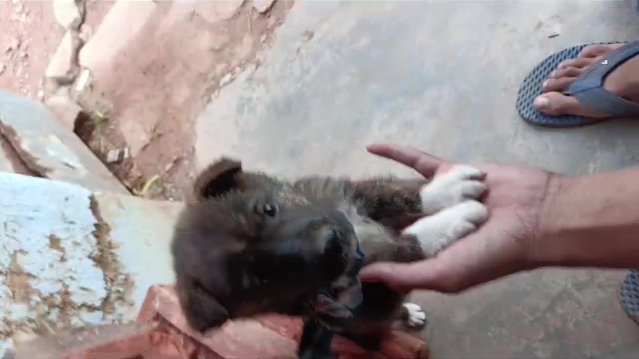 Cute puppy playing 😻