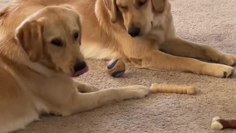 Golden Retriever Preciously Shares Her Toy