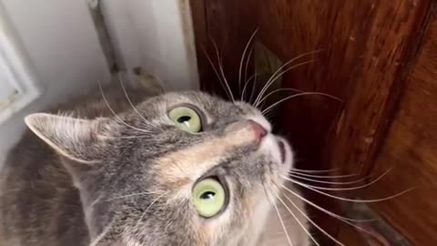 Sounds that attract cats - Meow to make cats come to you