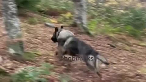 Medo Šarplaninac ❤️❤️❤️