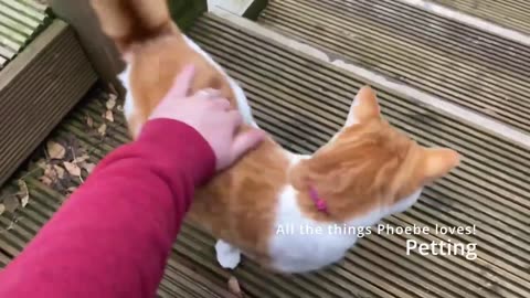 Do you know what a cat loves? Featuring the fantastic Phoebe