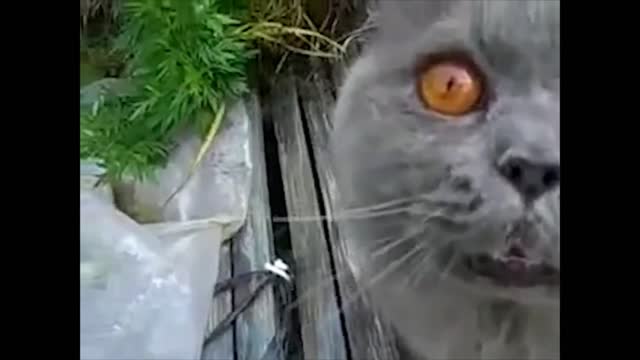 Cat Talking compilation - Funny Cats Talking And Yelling.