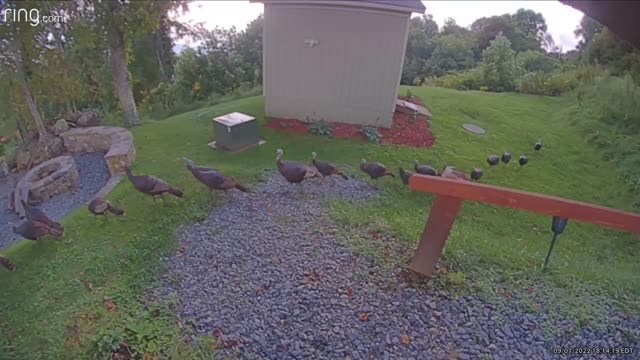 Turkeys March in Single-File Line