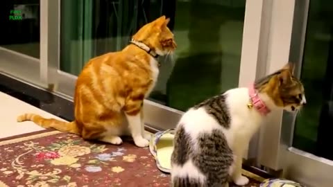 Funny animals - Funny cats / dogs - Funny animal videos