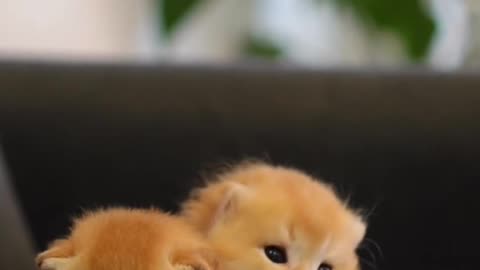 Cute cat funny short 😻