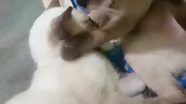 Cat cleaning each other