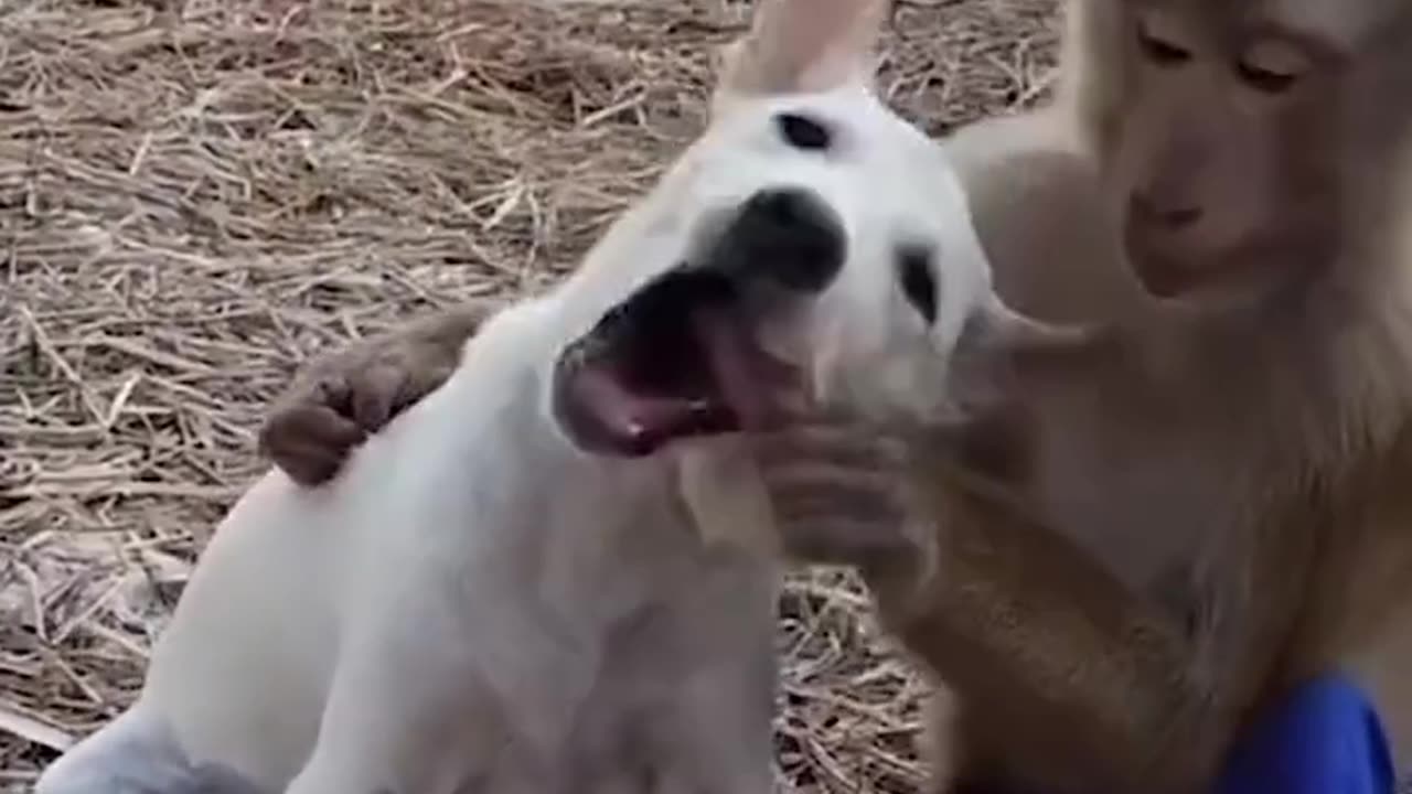 Monkey and dog funny video