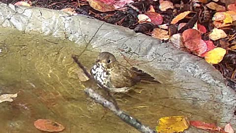 A shy little Swainson's Thrush visits the Birdbath