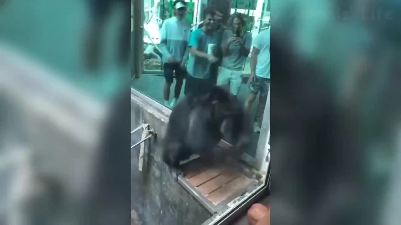 😂 look at Gorilla dancing funny with a young man 😂